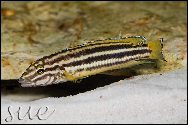 Julidochromis cf. regani 'Cape Kachese'